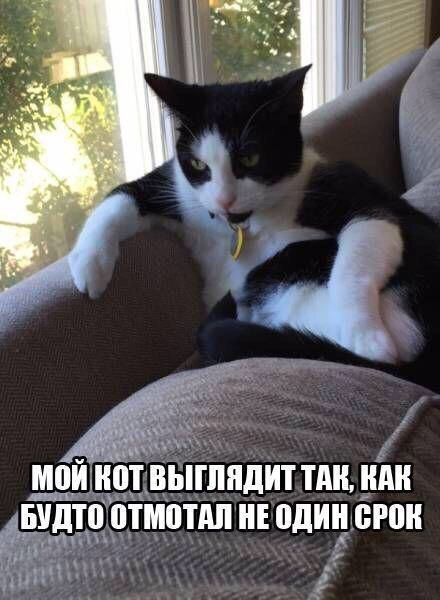 Прикольные картинки