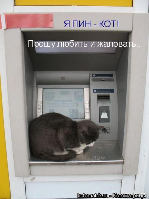 Лучшие котоматрицы недели