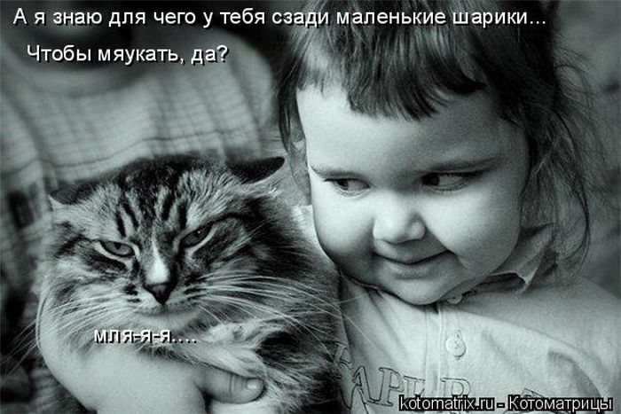 Лучшие котоматрицы недели