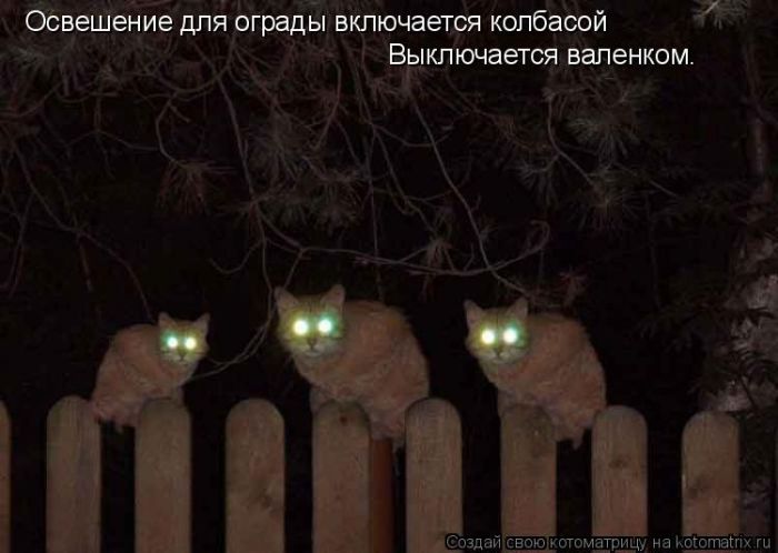 Лучшие котоматрицы недели