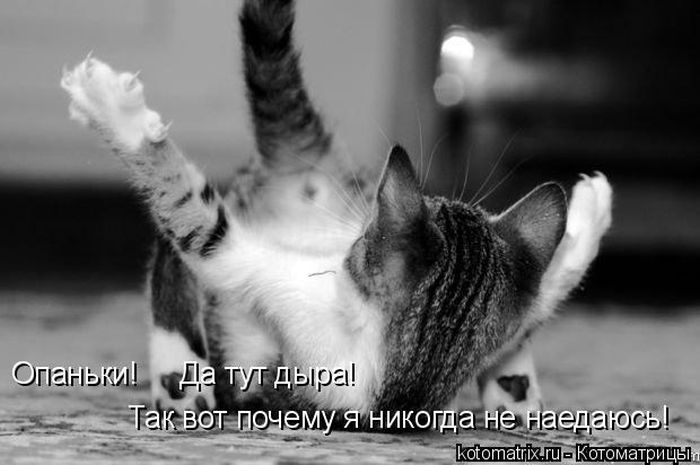 Лучшие котоматрицы недели