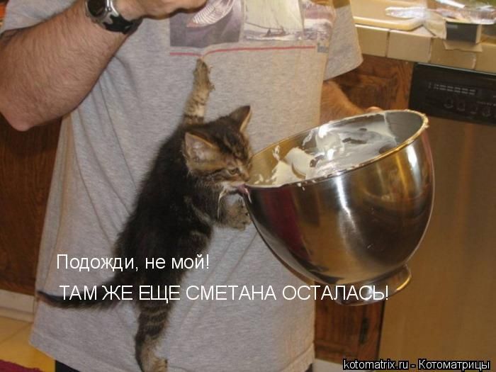 Лучшие котоматрицы недели