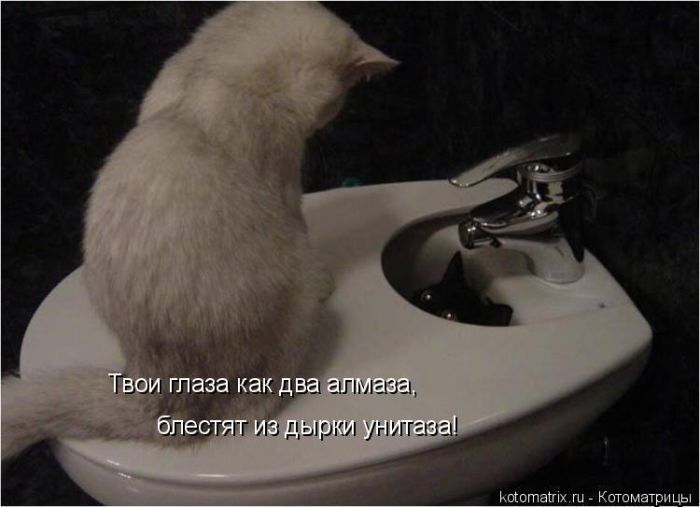 Лучшие котоматрицы недели