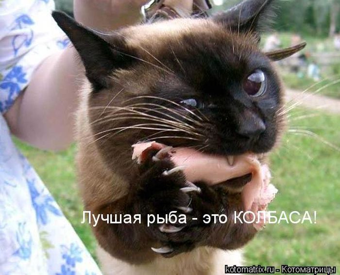 Лучшие котоматрицы недели