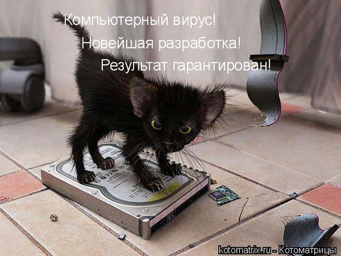 Лучшие котоматрицы недели