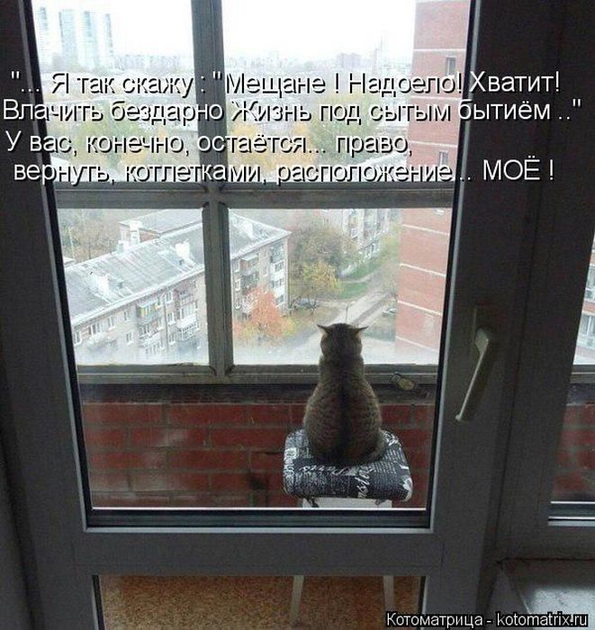 Лучшие котоматрицы недели