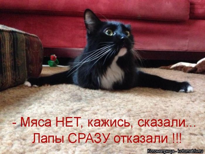 Лучшие котоматрицы недели