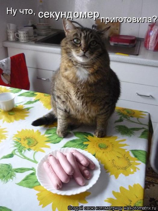 Лучшие котоматрицы недели