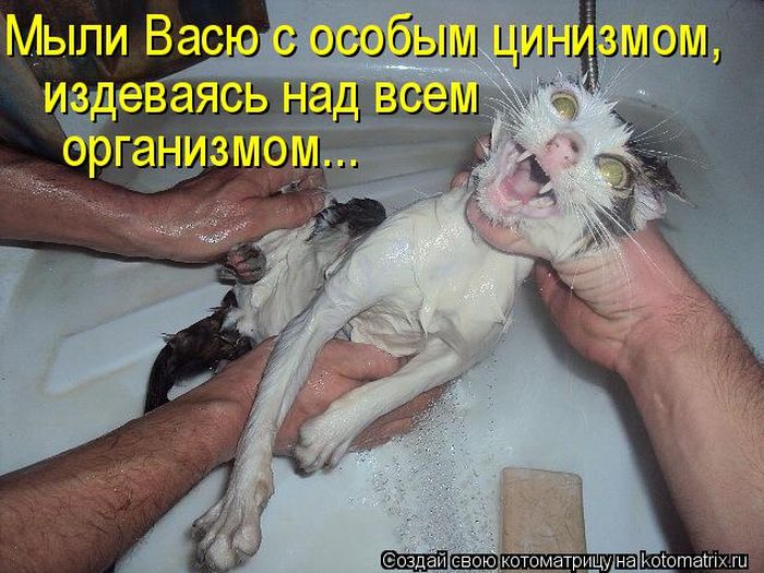 Лучшие котоматрицы недели
