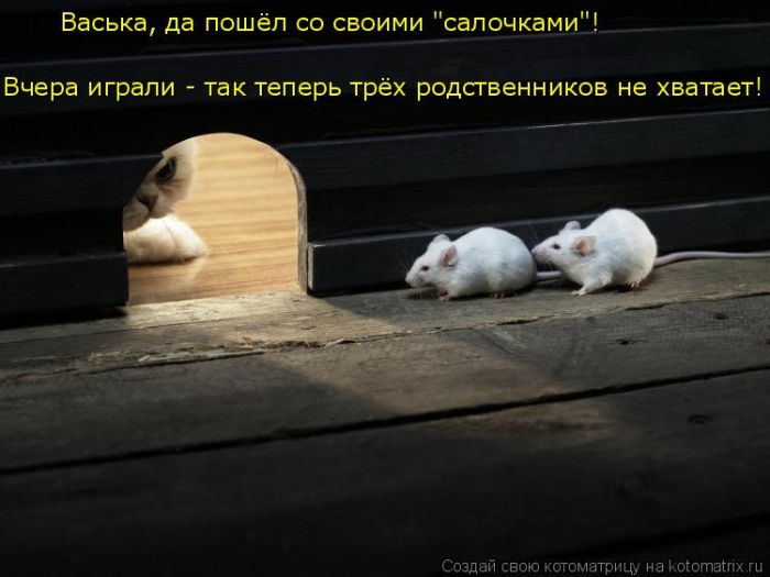Лучшие котоматрицы недели