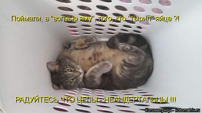 Лучшие котоматрицы недели