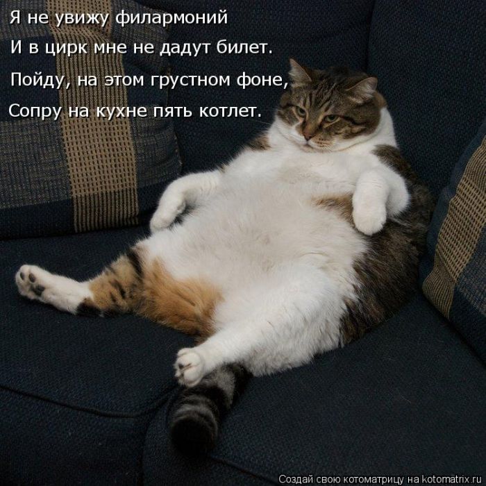Лучшие котоматрицы недели