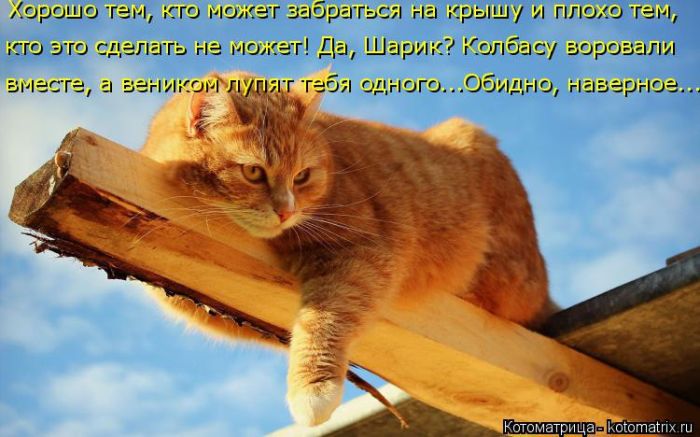 Лучшие котоматрицы недели