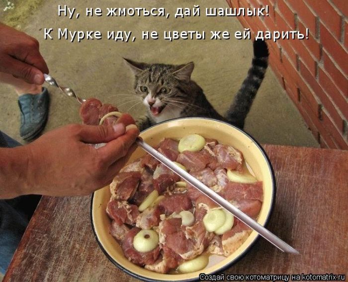 Лучшие котоматрицы недели