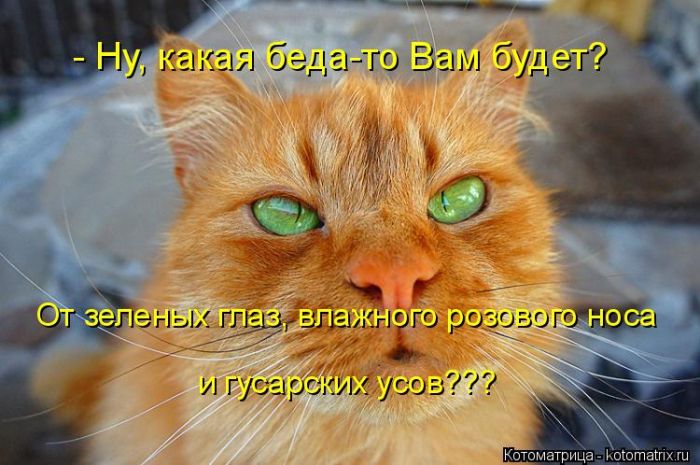 Лучшие котоматрицы недели