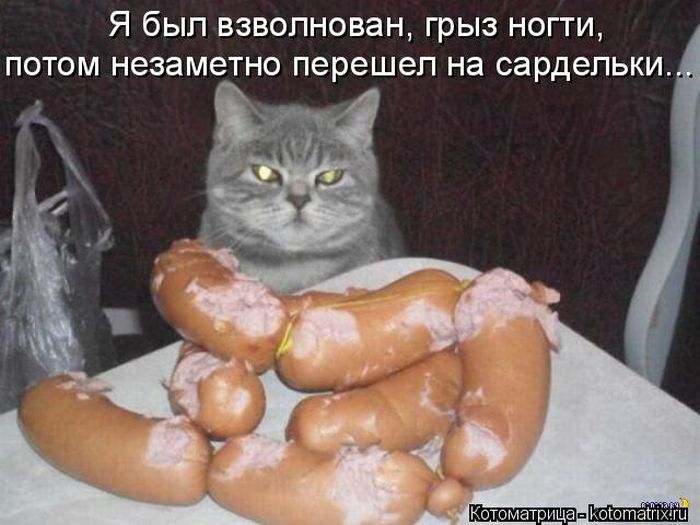 Лучшие котоматрицы недели
