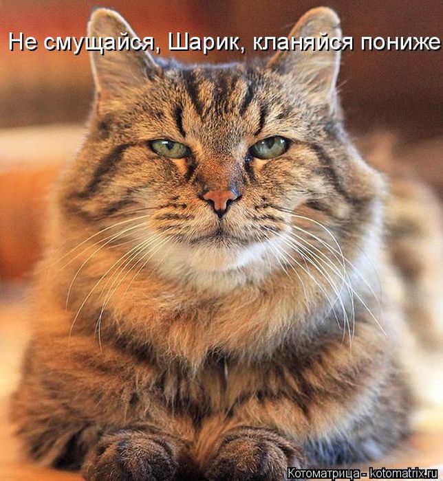Лучшие котоматрицы недели