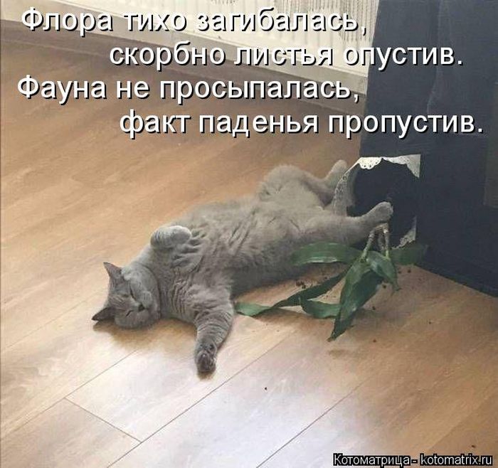 Лучшие котоматрицы недели
