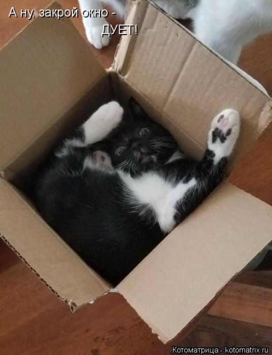 Лучшие котоматрицы недели