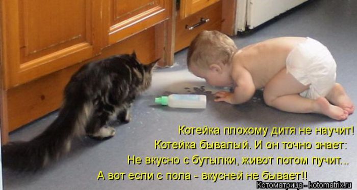 Лучшие котоматрицы недели