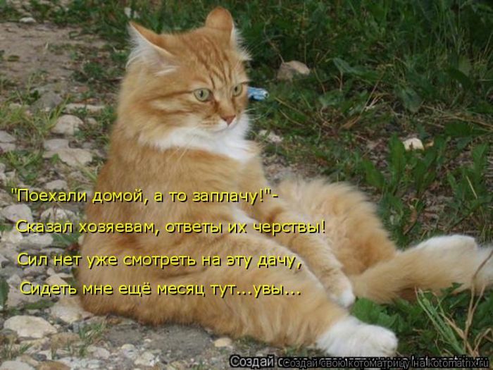 Лучшие котоматрицы недели