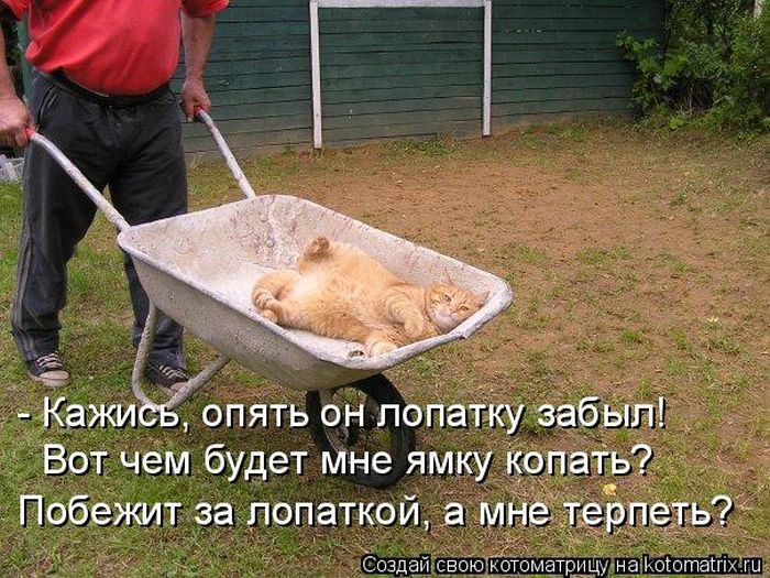 Лучшие котоматрицы недели