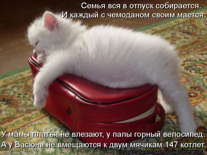 Лучшие котоматрицы недели