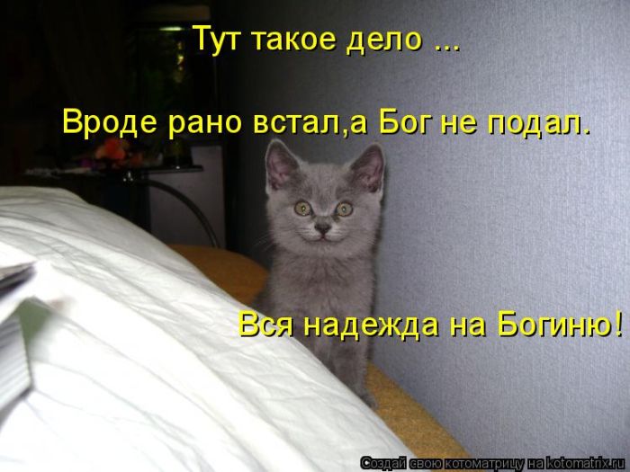 Лучшие котоматрицы недели