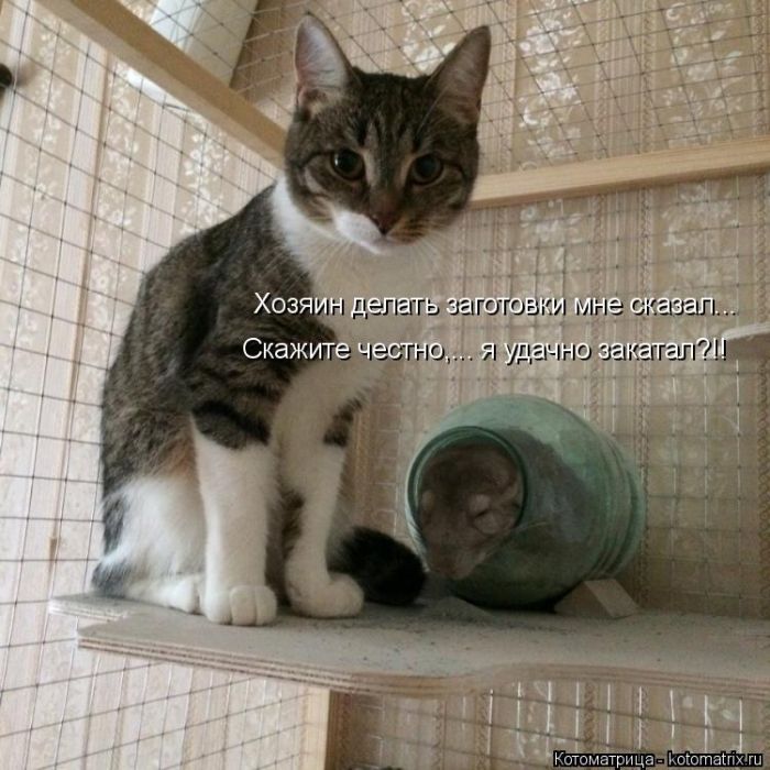 Лучшие котоматрицы недели