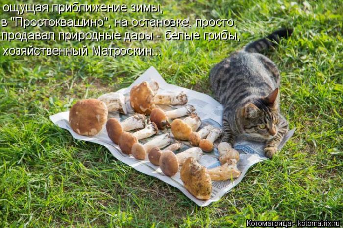 Лучшие котоматрицы недели