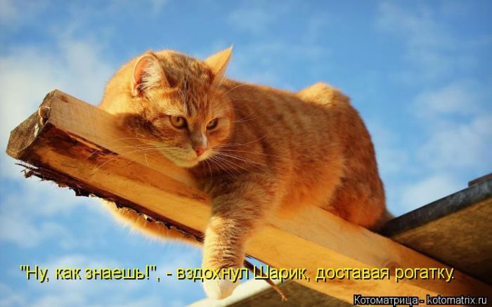 Лучшие котоматрицы недели