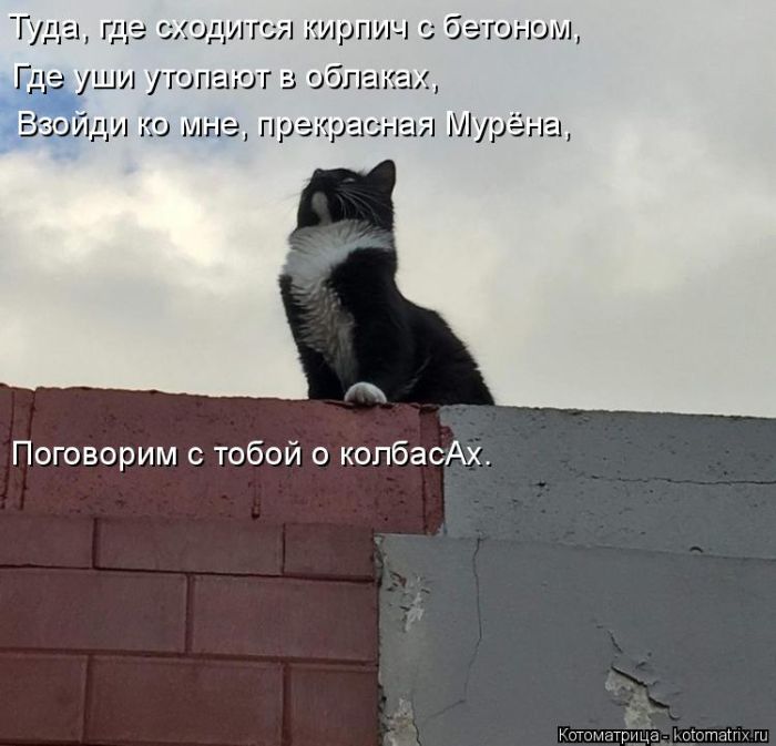 Лучшие котоматрицы недели