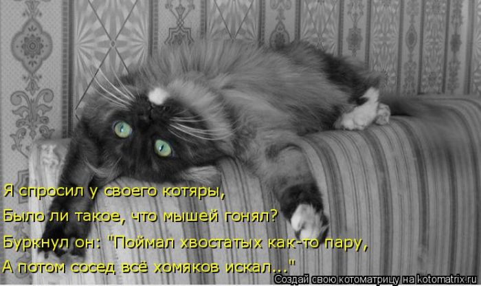 Лучшие котоматрицы недели