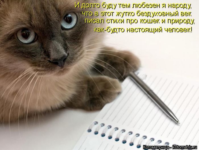 Лучшие котоматрицы недели
