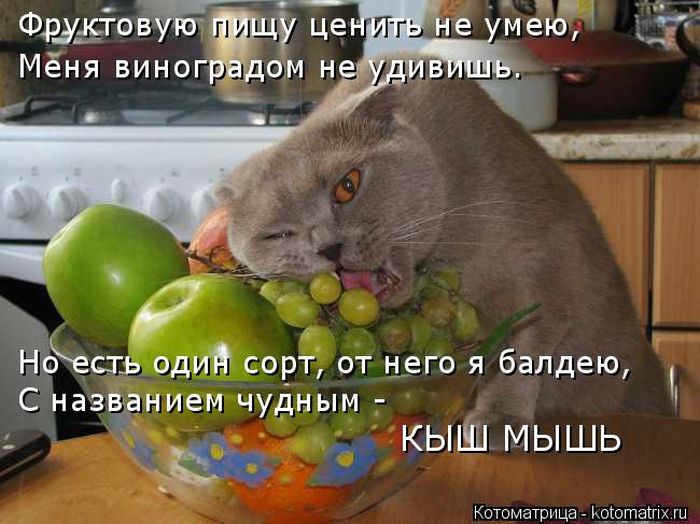 Лучшие котоматрицы недели