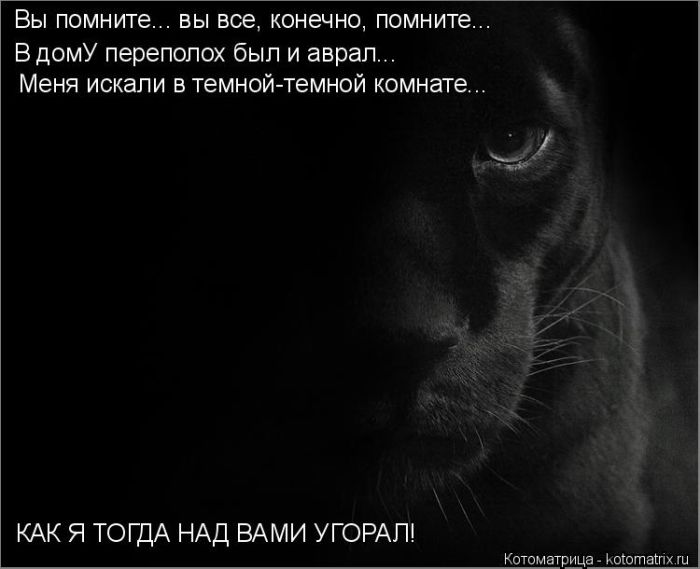 Лучшие котоматрицы недели