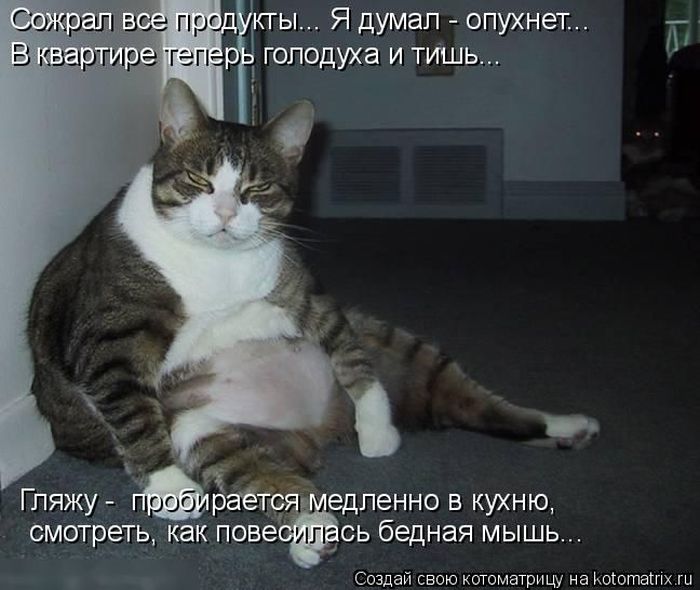 Лучшие котоматрицы недели