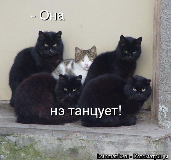 Лучшие котоматрицы недели