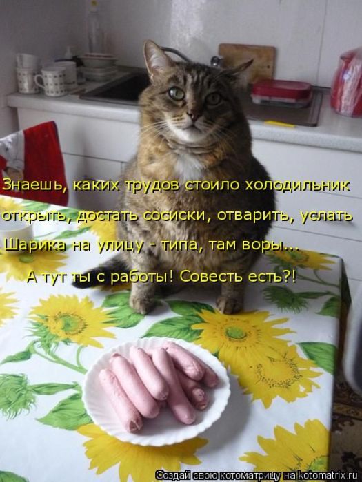 Лучшие котоматрицы недели