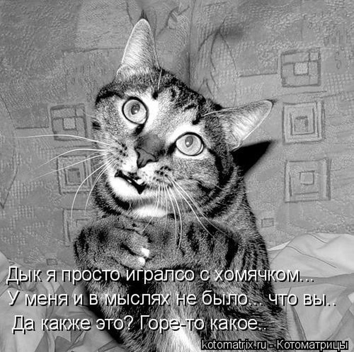 Лучшие котоматрицы недели