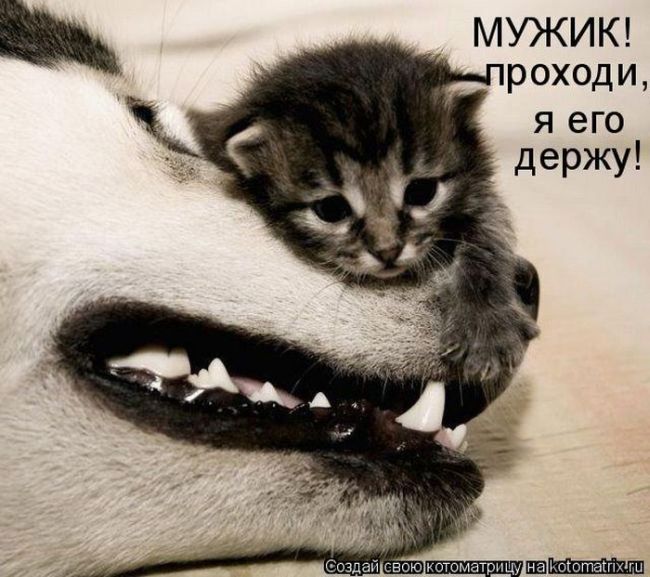 Лучшие котоматрицы недели