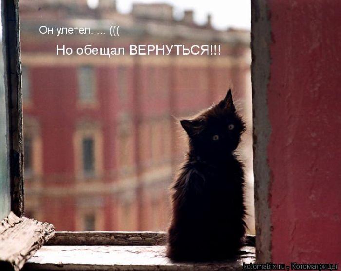 Лучшие котоматрицы недели