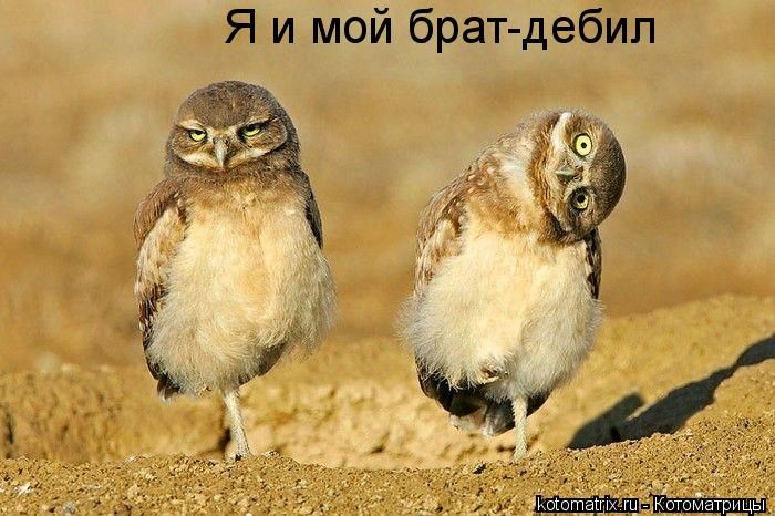 Лучшие котоматрицы недели