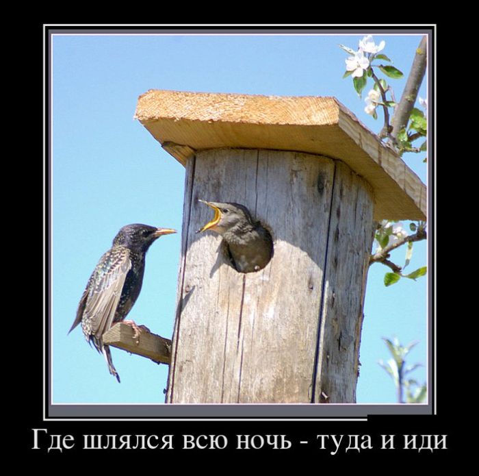 Демотиваторы