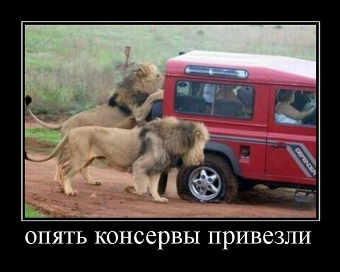 Демотиваторы