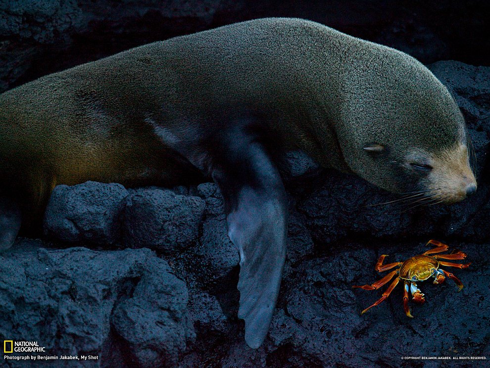 National Geographic: лучшие фотографии сентября National Geographic: лучшие фотографии сентября