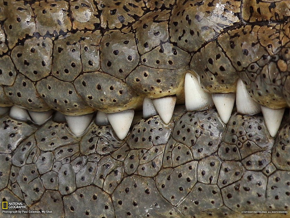 National Geographic: лучшие фотографии сентября National Geographic: лучшие фотографии сентября