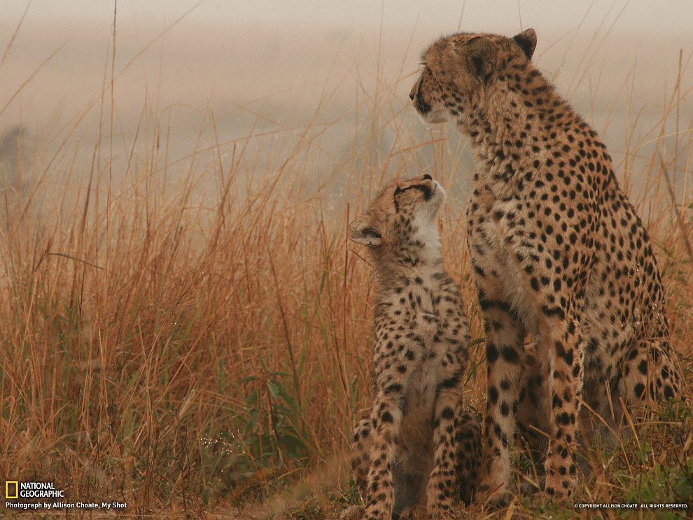 National Geographic: лучшие фотографии сентября National Geographic: лучшие фотографии сентября