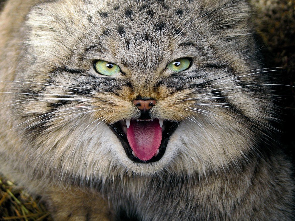 National Geographic: лучшие фотографии сентября National Geographic: лучшие фотографии сентября