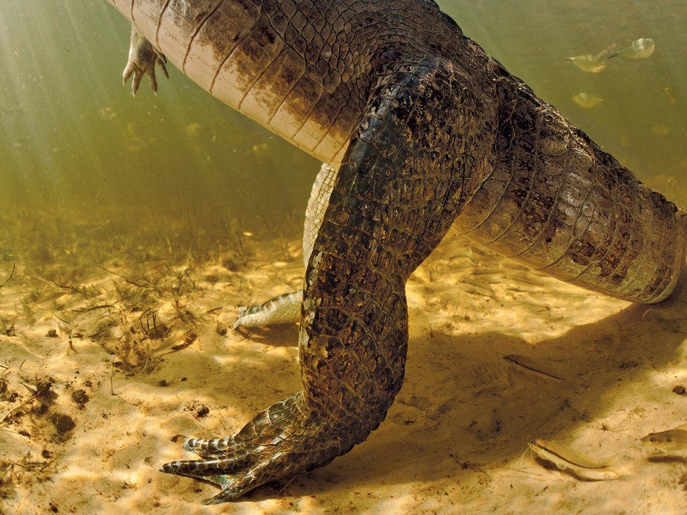 National Geographic: лучшие фотографии сентября